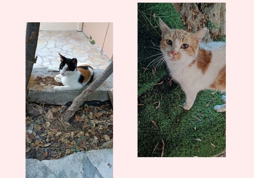 Greek cats